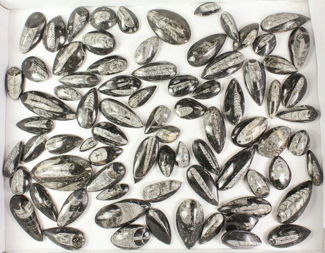 Lot: Polished Orthoceras Fossils Assorted Sizes - Pieces #77279